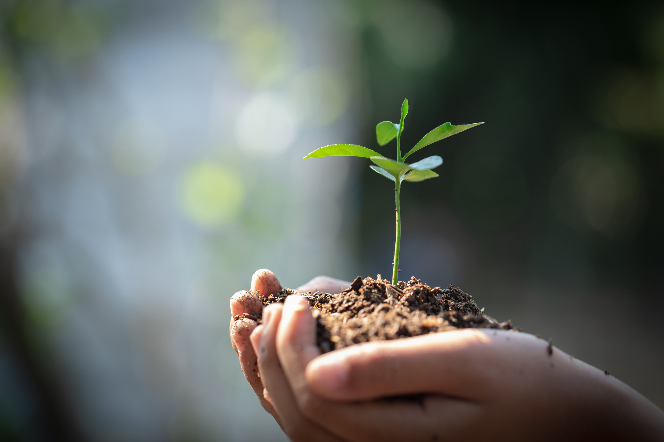 environment Earth Day In the hands of trees growing seedlings. Bokeh green Background Female hand holding tree on nature field grass Forest conservation concept, reduce global warming.